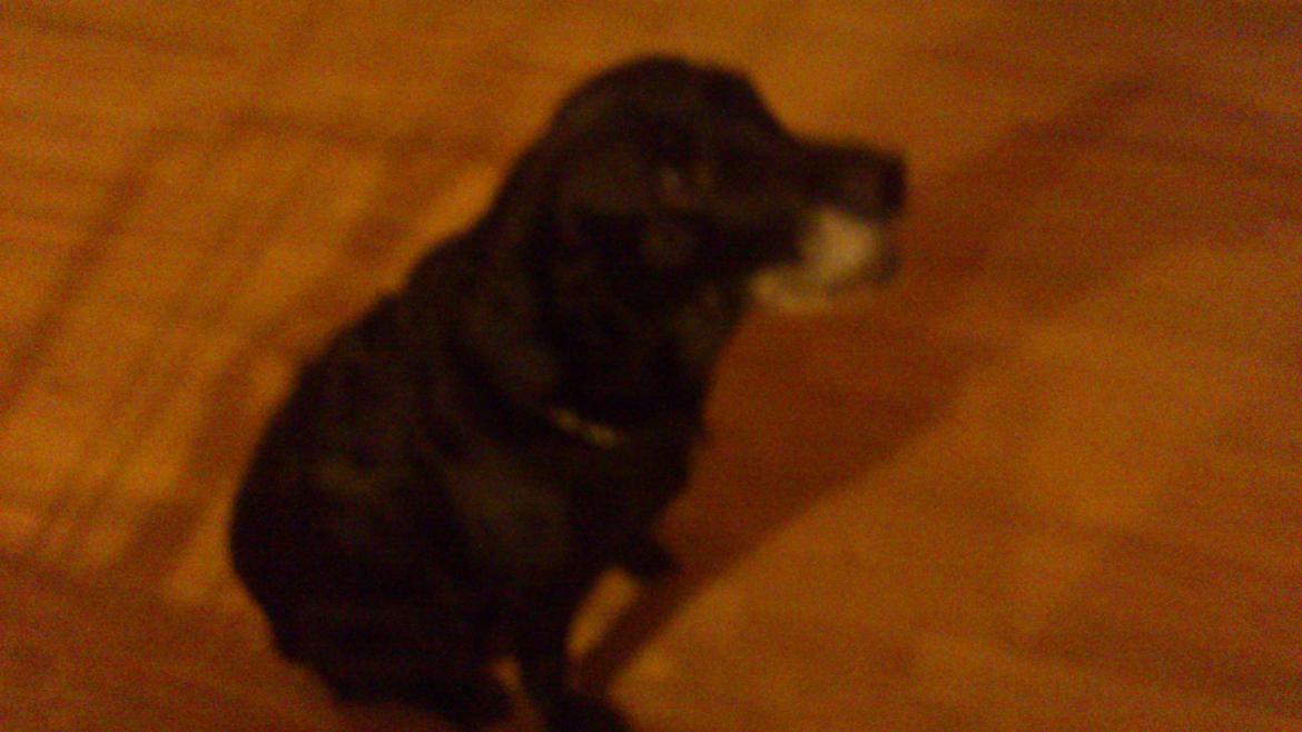 Labrador retriever Sussie billede 2