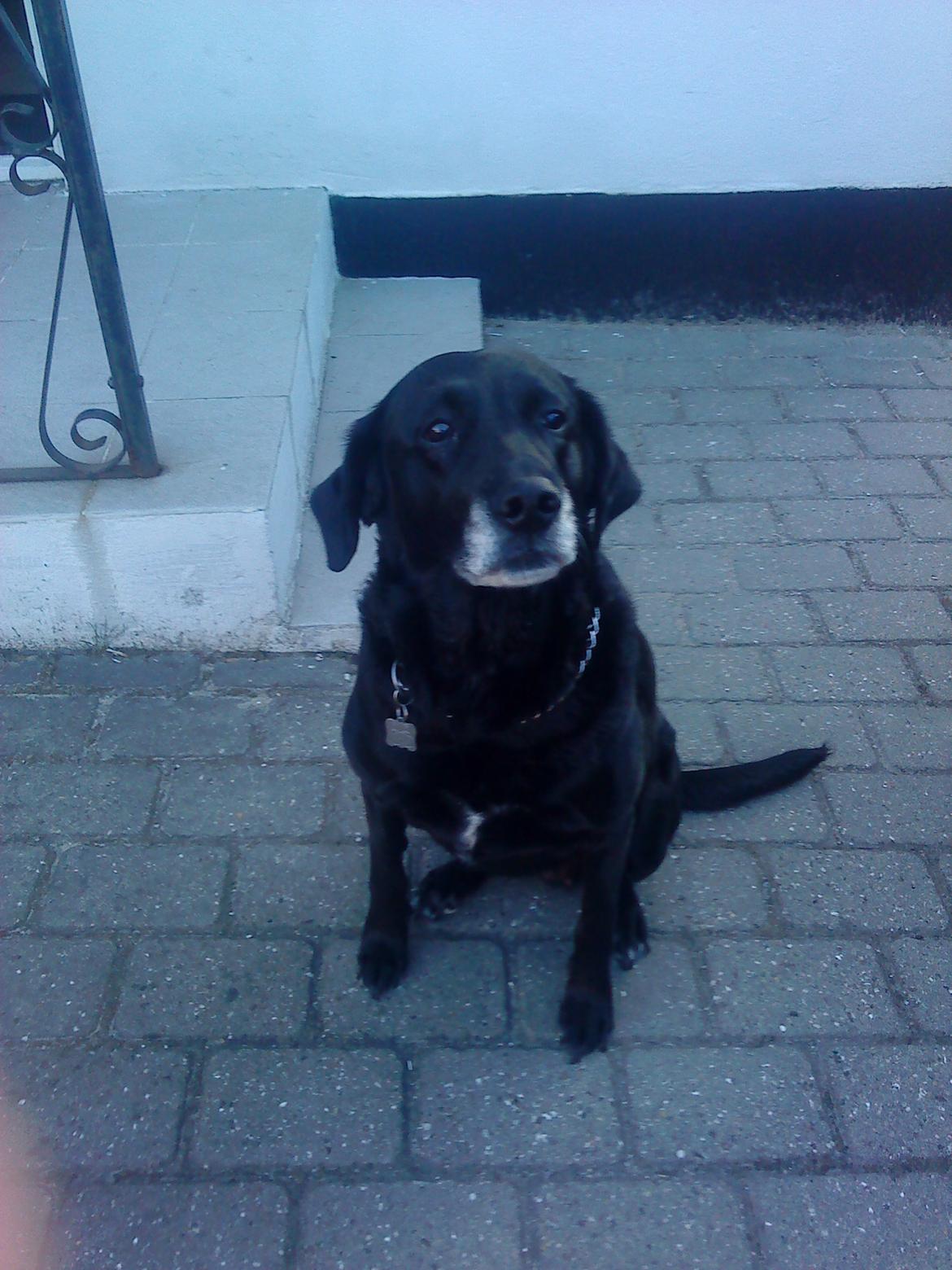 Labrador retriever Sussie billede 3