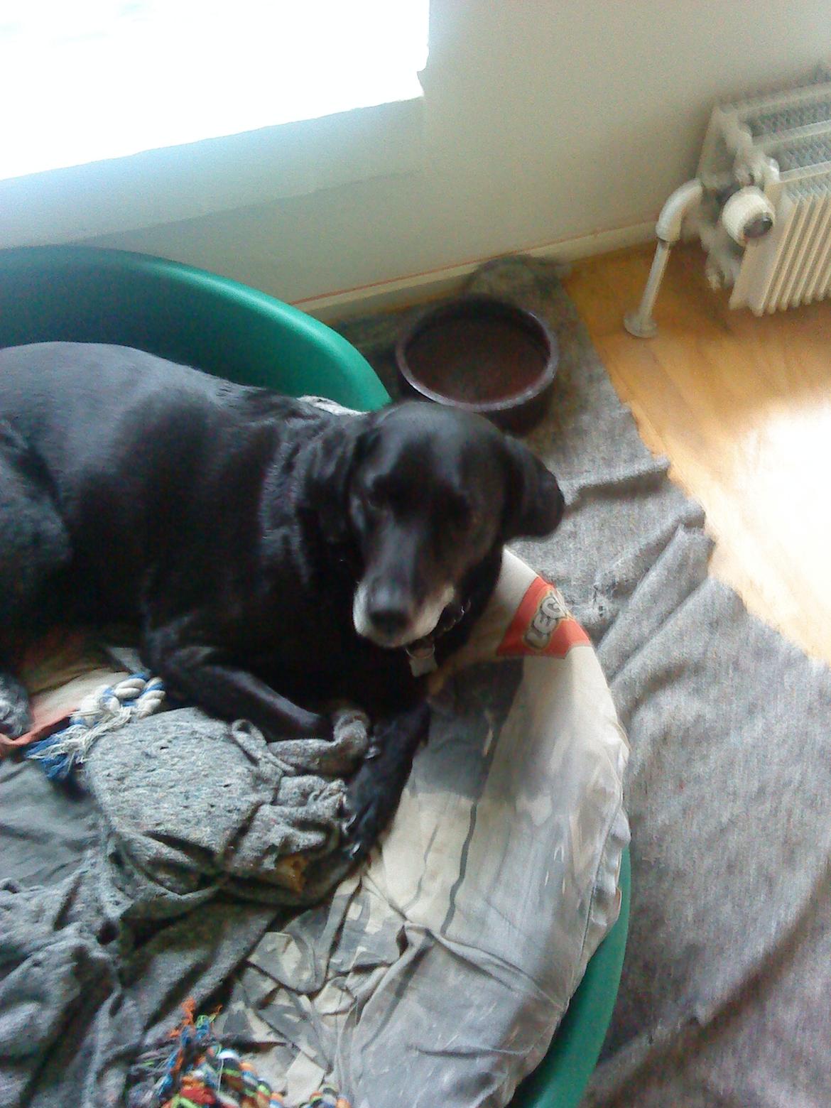 Labrador retriever Sussie billede 4