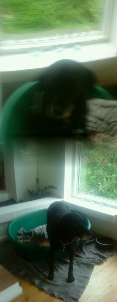 Labrador retriever Sussie billede 5