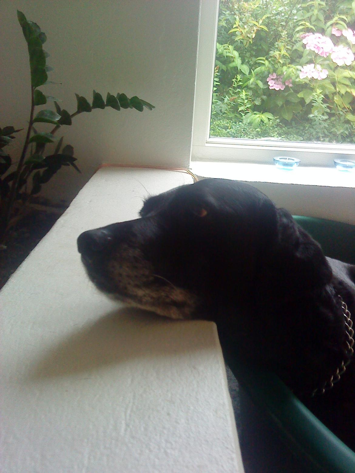 Labrador retriever Sussie billede 6