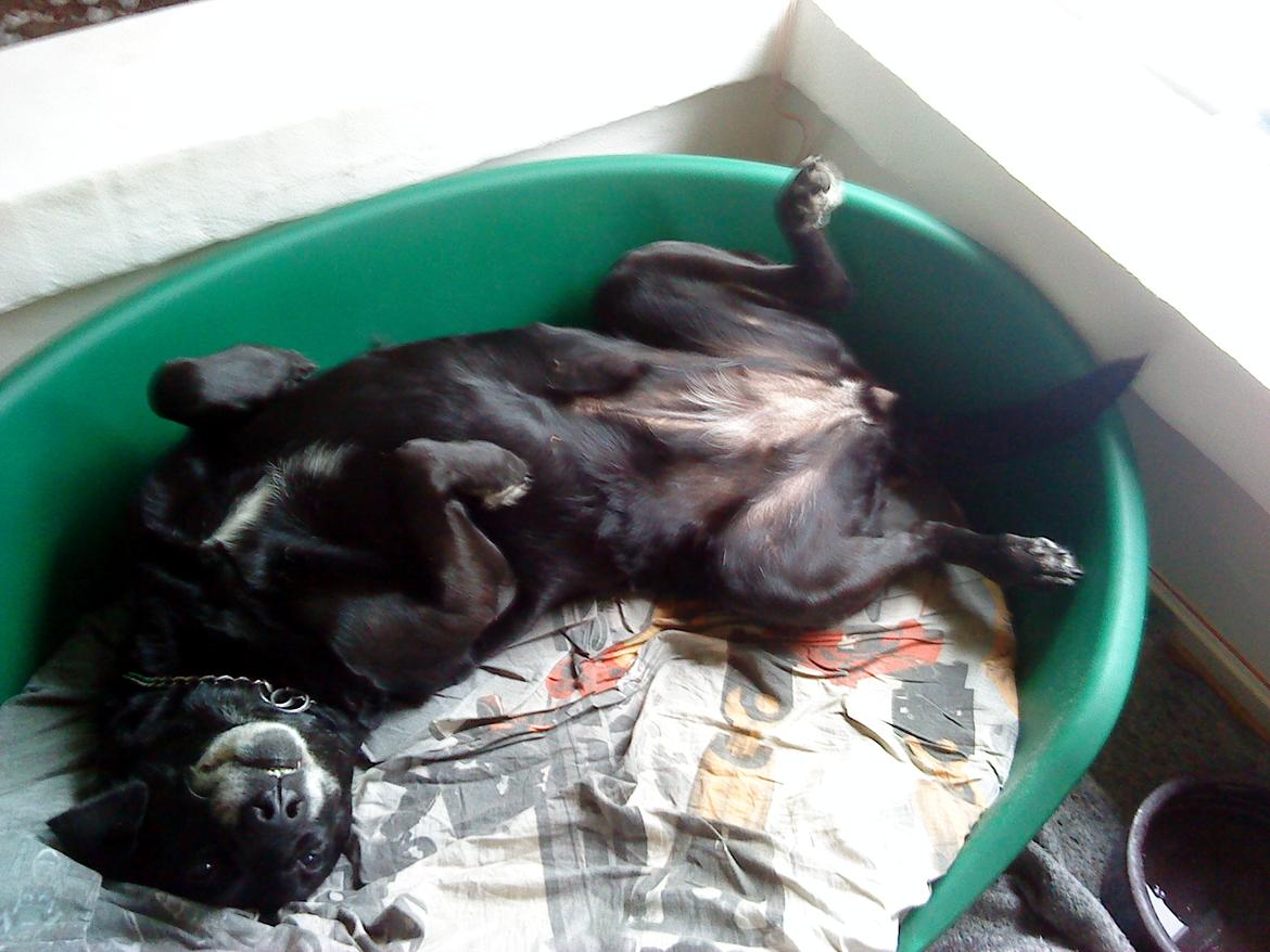 Labrador retriever Sussie - Hvad laver du Sus??
Skøre hund billede 7