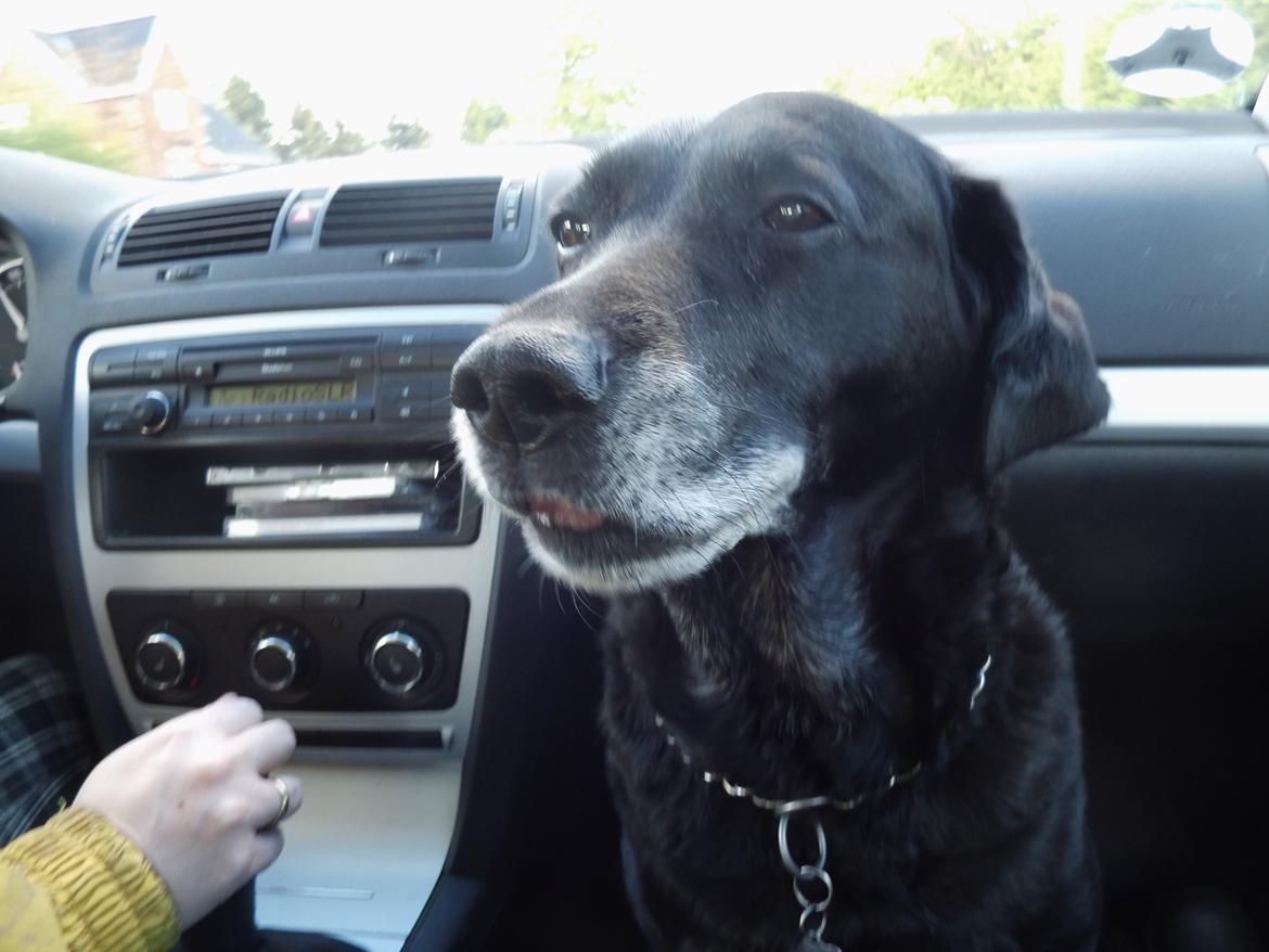 Labrador retriever Sussie billede 8