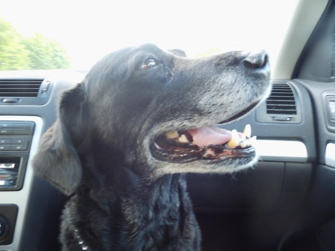 Labrador retriever Sussie - Det vaarrmt billede 9