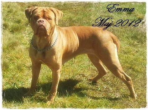 Dogue de bordeaux Emma (Tinke Grandis) - Smukke Emma Maj 2012 billede 7