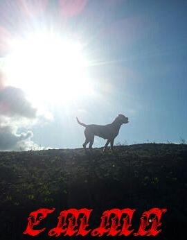 Dogue de bordeaux Emma (Tinke Grandis) - Emma 2012 billede 10