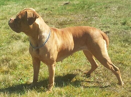Dogue de bordeaux Emma (Tinke Grandis) - Maj 2012 billede 8
