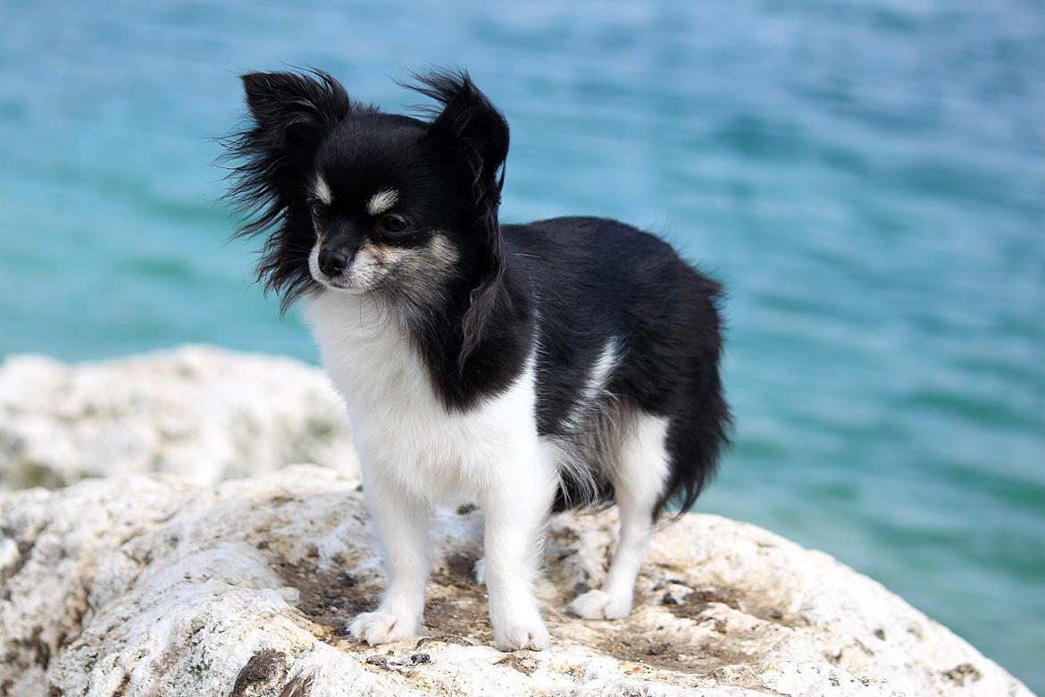 Chihuahua DKCH Milltoff's Gossip Girl ~Zaffie~ - 2 år billede 3