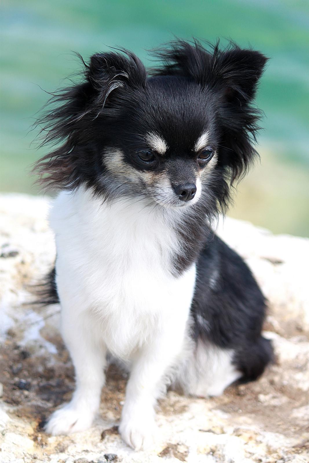 Chihuahua DKCH Milltoff's Gossip Girl ~Zaffie~ - 2 år billede 2