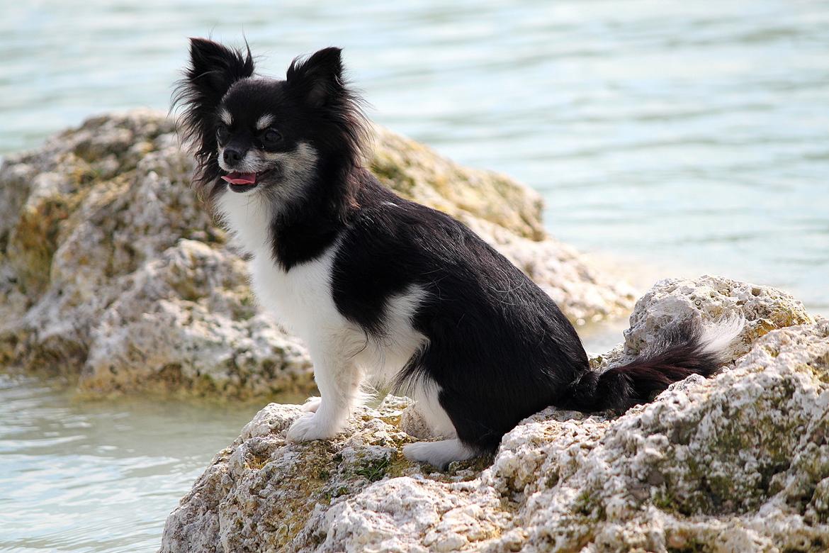 Chihuahua DKCH Milltoff's Gossip Girl ~Zaffie~ - 2 år billede 4