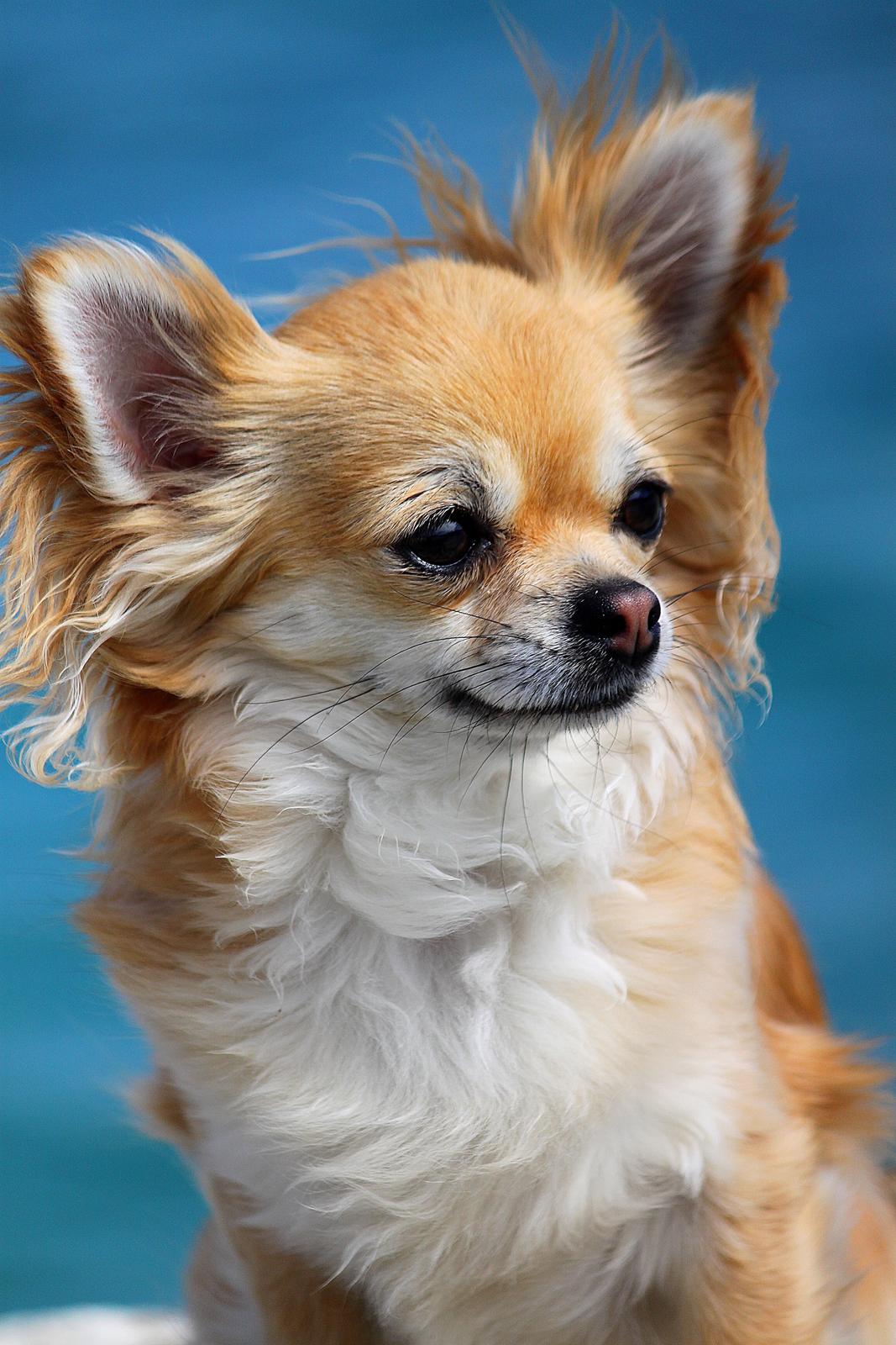 Chihuahua Frk Kvistes Abigail ~Abby~ - 27 mrd billede 1