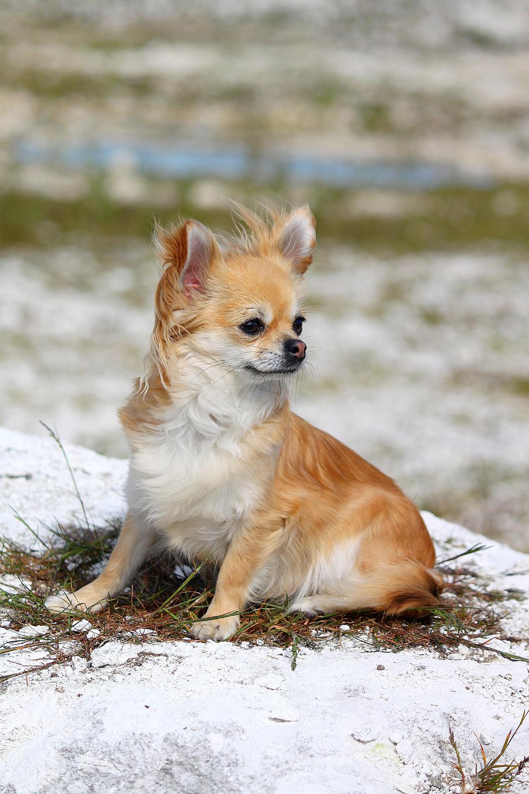 Chihuahua Frk Kvistes Abigail ~Abby~ - 27 mrd billede 3