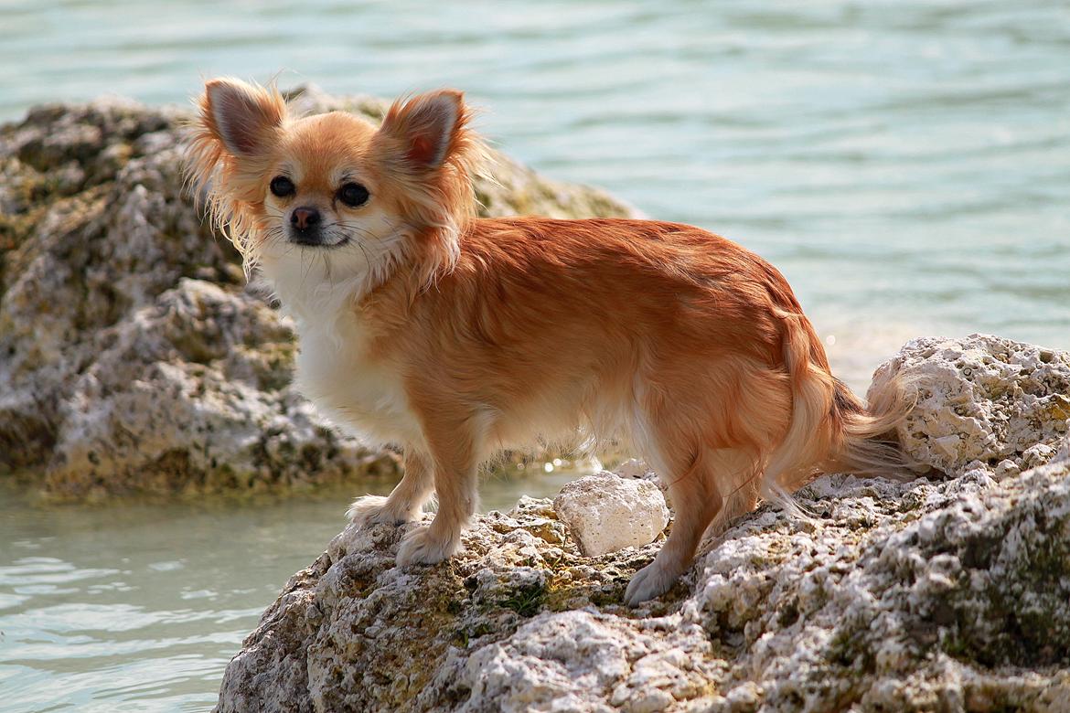 Chihuahua Frk Kvistes Abigail ~Abby~ - 27 mrd billede 2