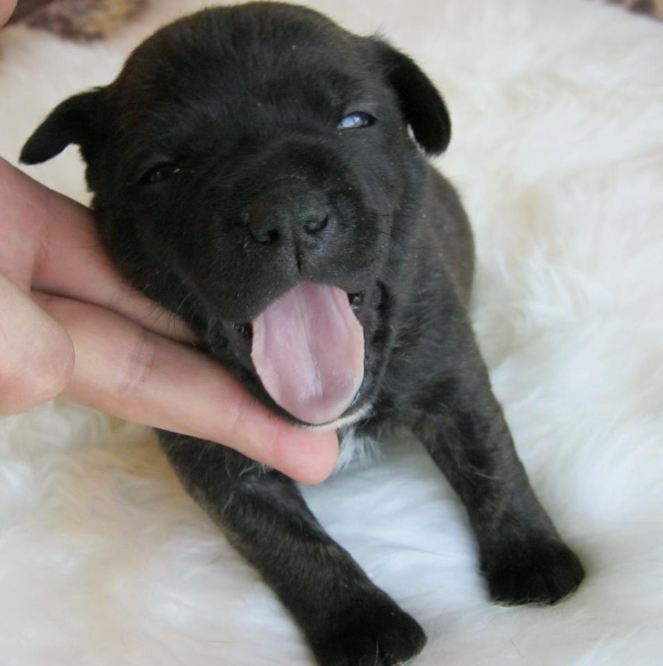 Staffordshire bull terrier Lady Step billede 16