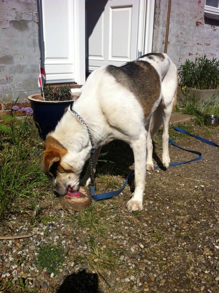 Blanding af racer Laky billede 7