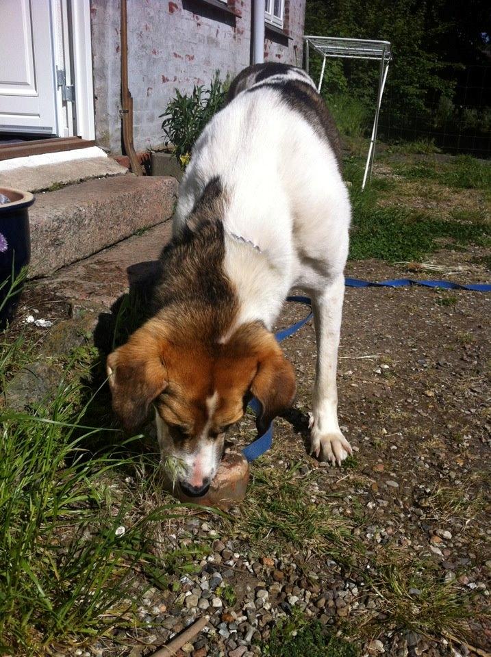 Blanding af racer Laky billede 8