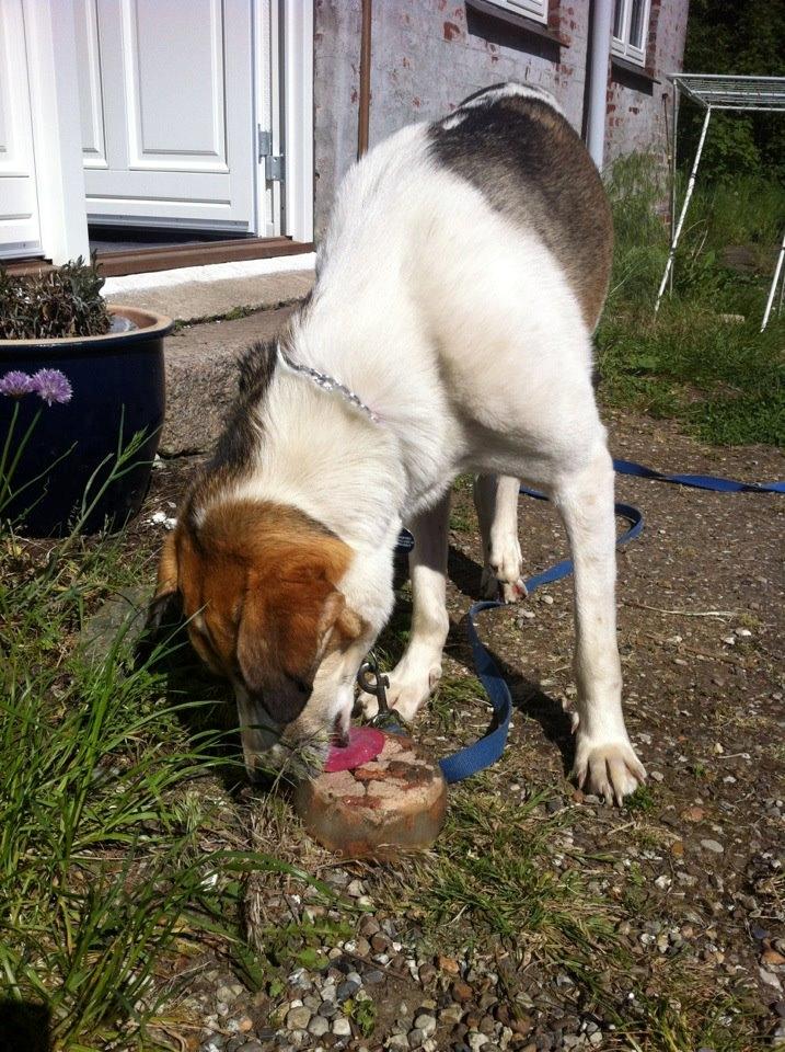 Blanding af racer Laky billede 9