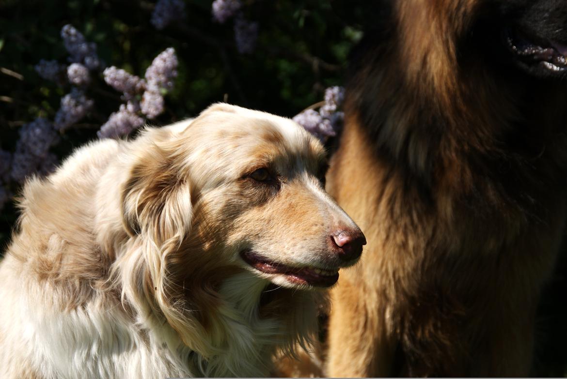 Australian shepherd Gry billede 9