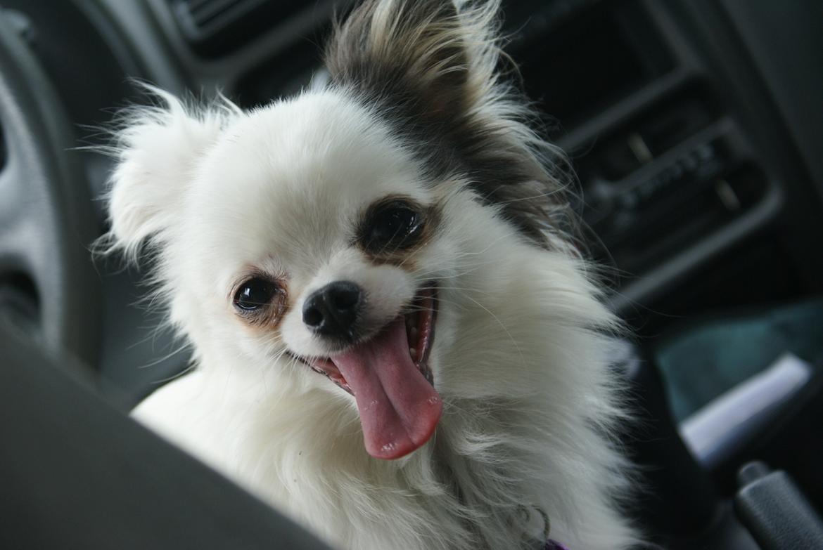 Chihuahua Oskar billede 1