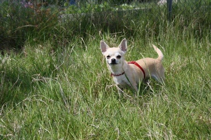 Chihuahua Pudselykke Bang-on Isis *DKK* billede 9