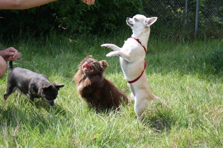 Chihuahua Pudselykke Bang-on Isis *DKK* - Dansehund..
Sammen med Lulu og Kamaro.. billede 10