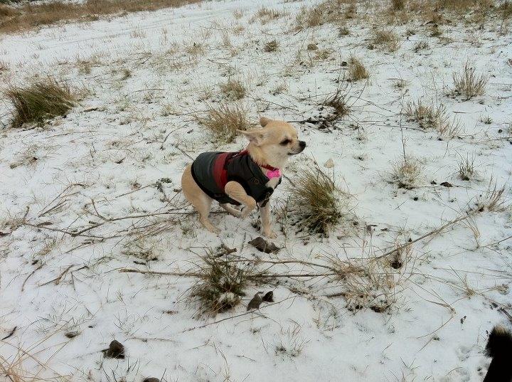 Chihuahua Pudselykke Bang-on Isis *DKK* billede 11