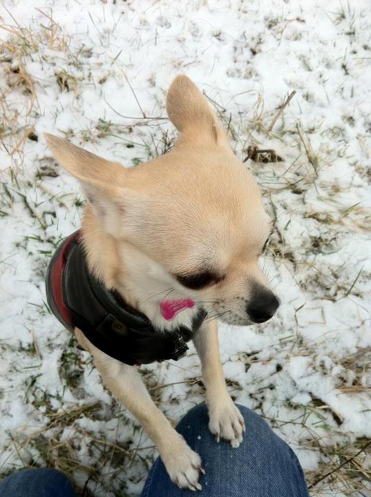 Chihuahua Pudselykke Bang-on Isis *DKK* - Vil gerne ind igen mor.. billede 12