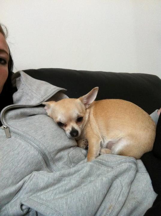 Chihuahua Pudselykke Bang-on Isis *DKK* - Min puttegris.. <3 billede 13