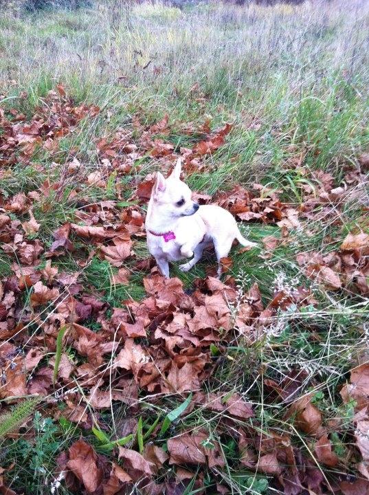 Chihuahua Pudselykke Bang-on Isis *DKK* billede 14