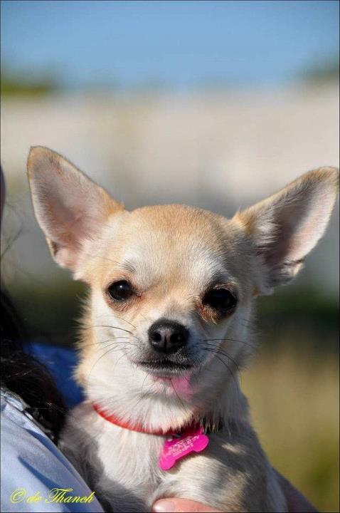 Chihuahua Pudselykke Bang-on Isis *DKK* billede 1