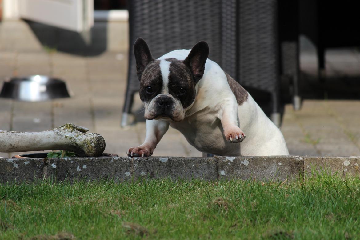 Fransk bulldog Walter R.I.P - Det ser ud til at være hårdt at komme op på græsplænen ;) billede 14