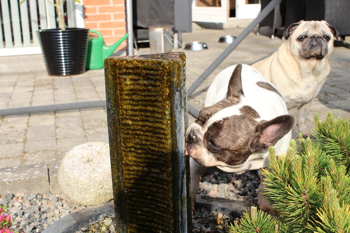 Fransk bulldog Walter R.I.P - Og springvandet smager sandelig godt! billede 15