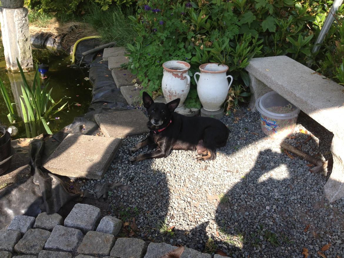 Dvaergpinscher Lady  billede 1