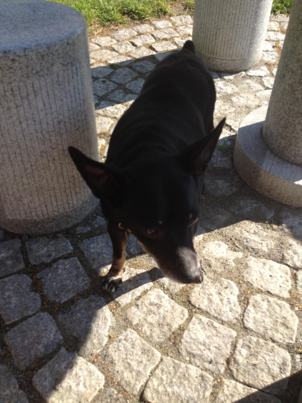 Dvaergpinscher Lady  billede 2