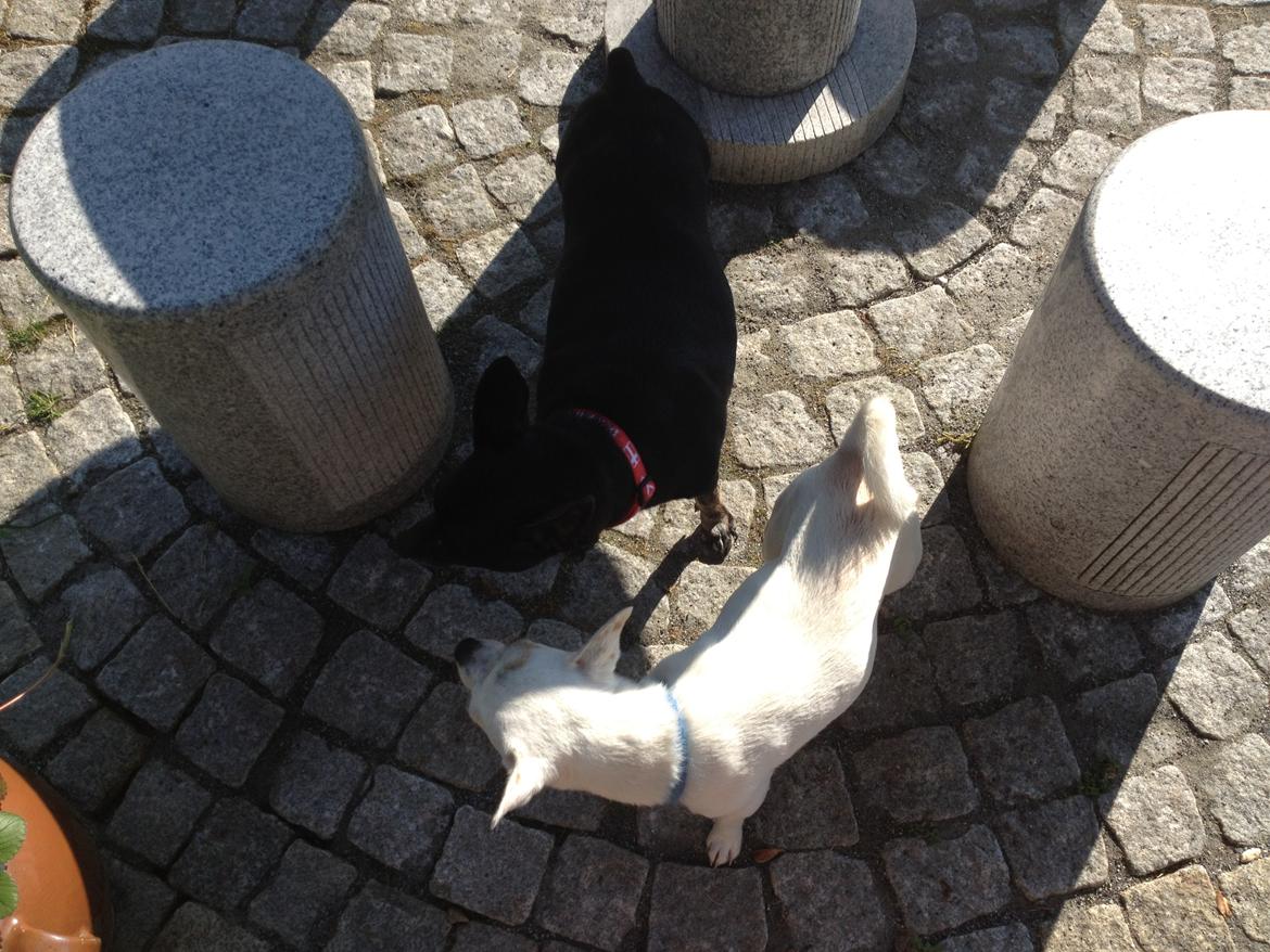 Dvaergpinscher Lady  billede 3