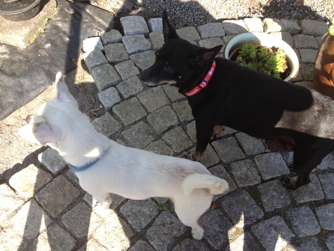 Dvaergpinscher Lady  billede 4