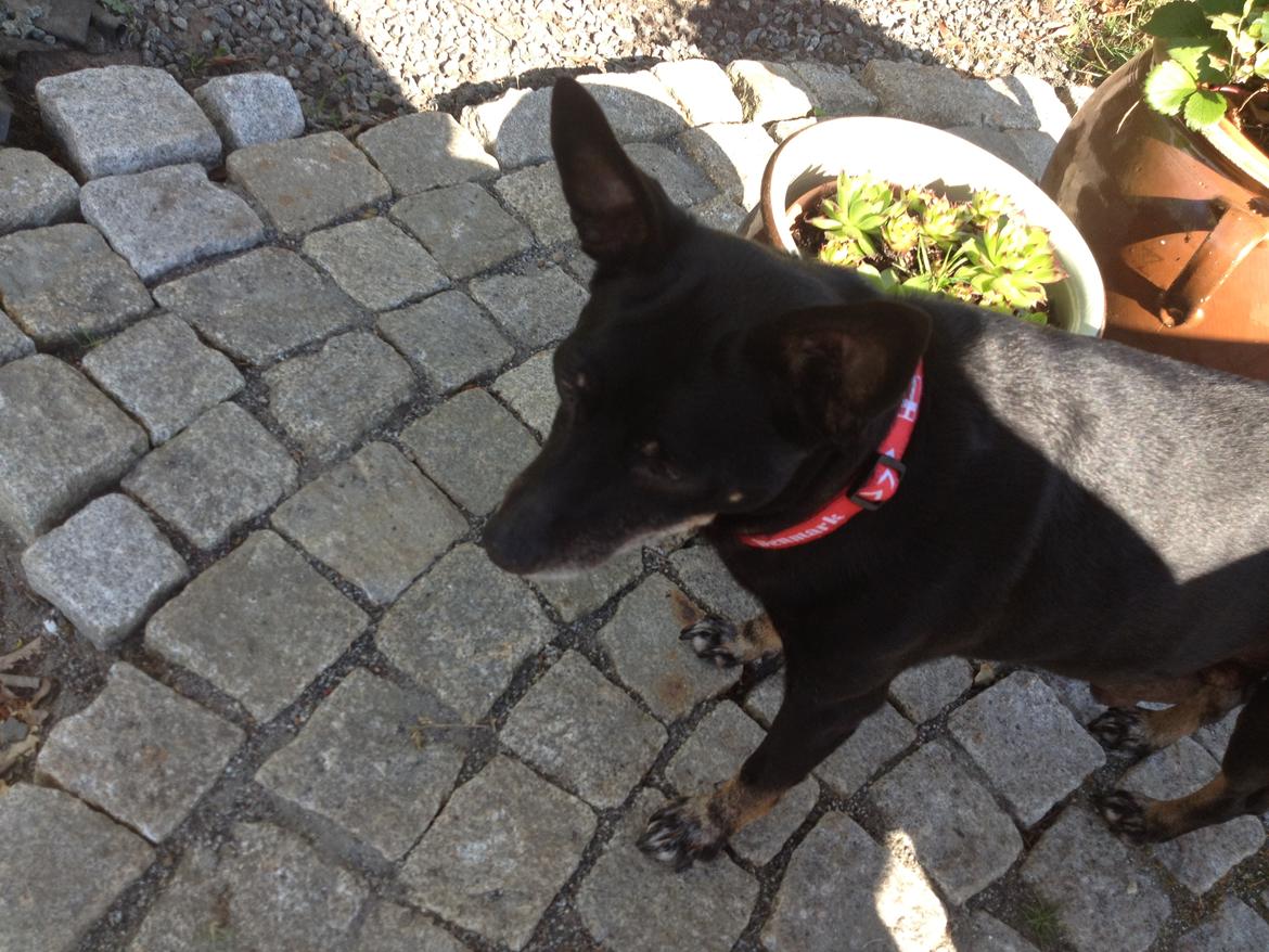 Dvaergpinscher Lady  billede 5