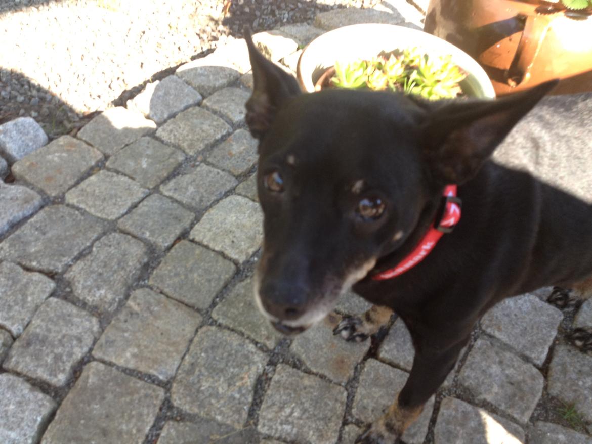 Dvaergpinscher Lady  billede 6