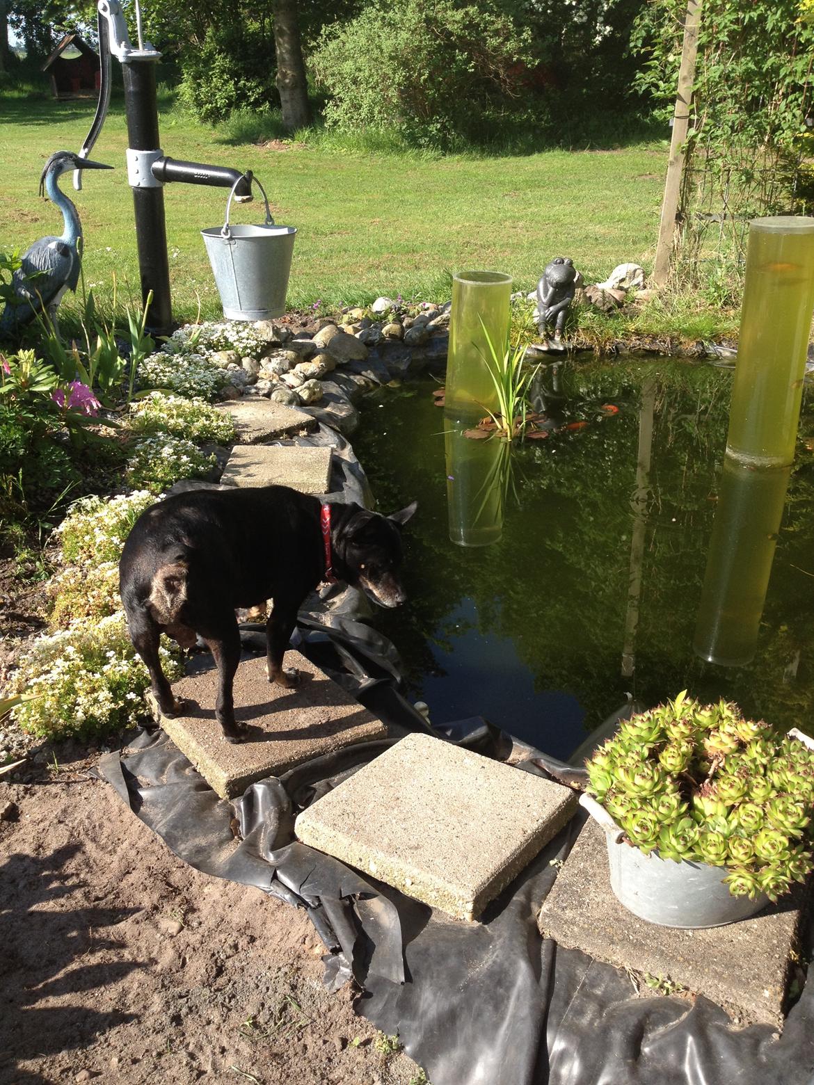 Dvaergpinscher Lady  billede 7