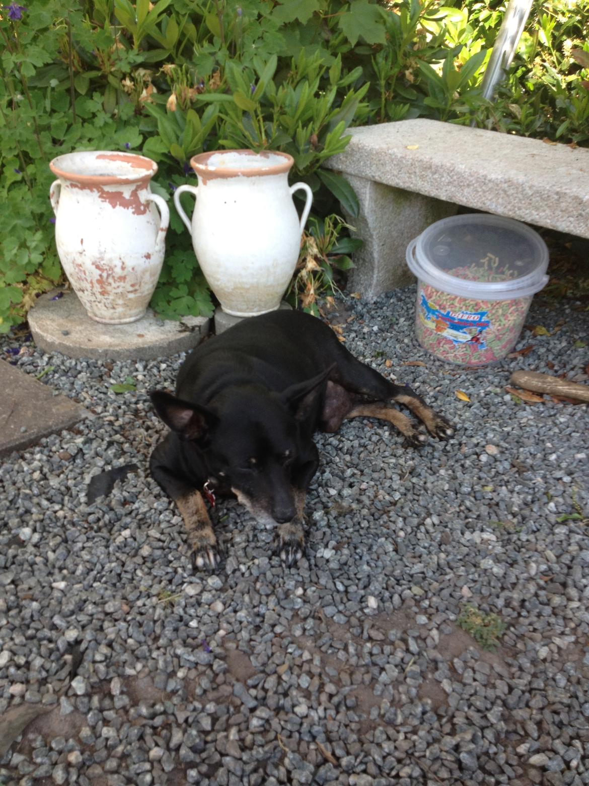 Dvaergpinscher Lady  billede 8