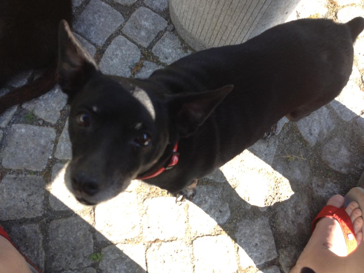 Dvaergpinscher Lady  billede 9