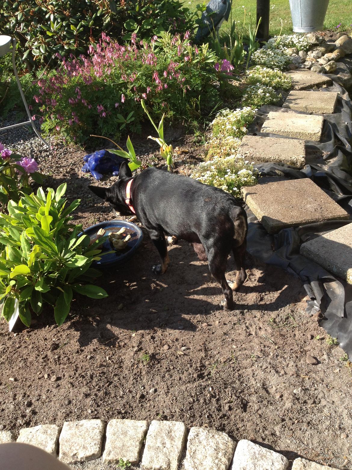 Dvaergpinscher Lady  billede 10