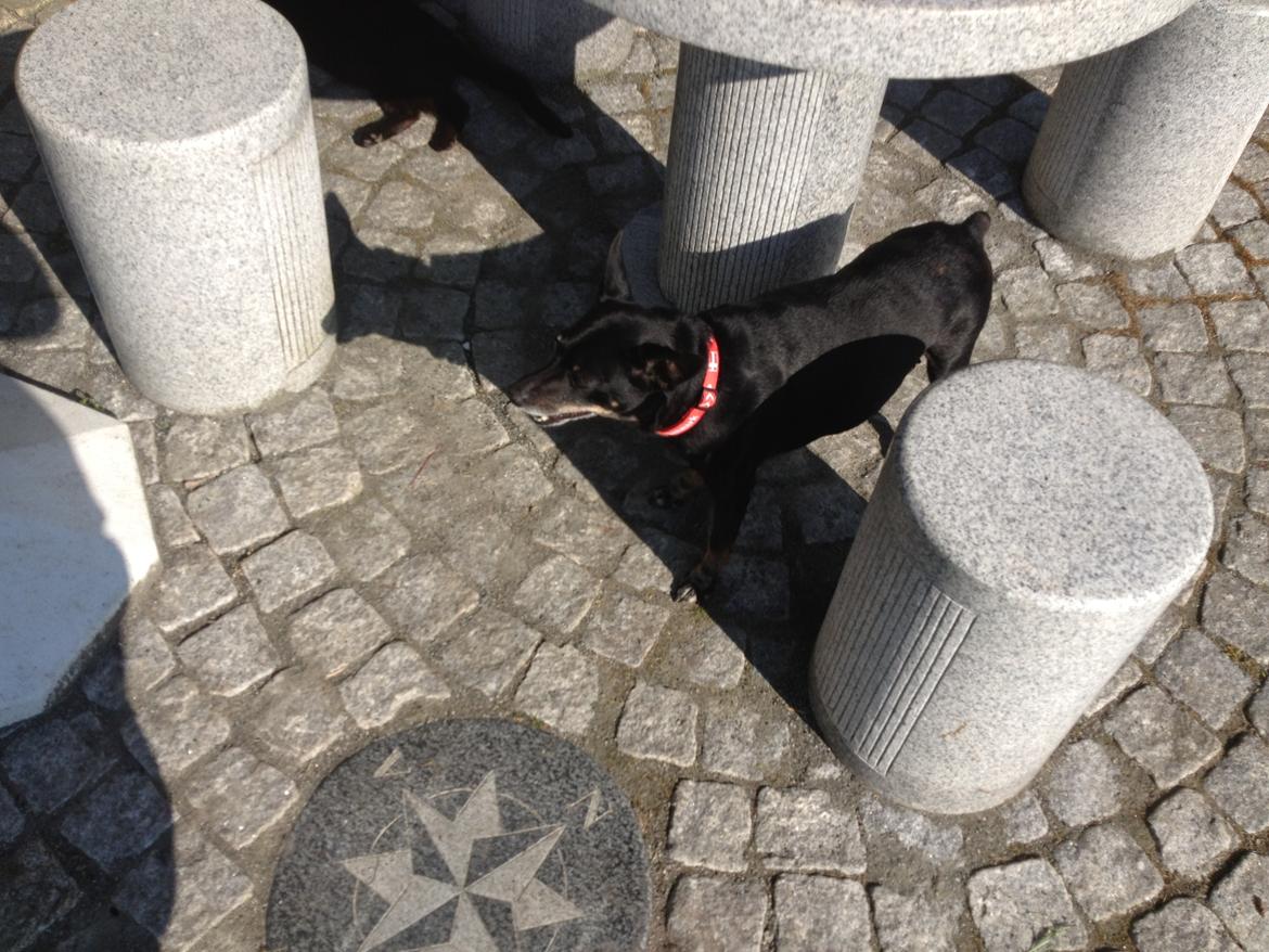 Dvaergpinscher Lady  billede 11