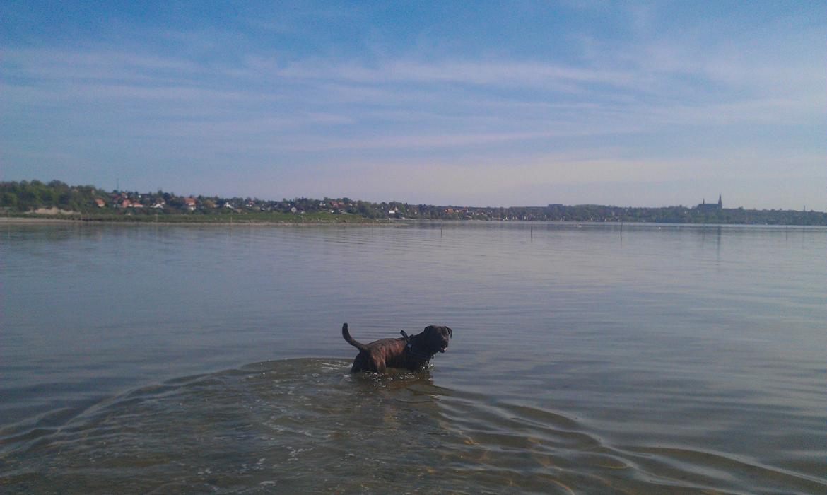 Blanding af racer lucky billede 8