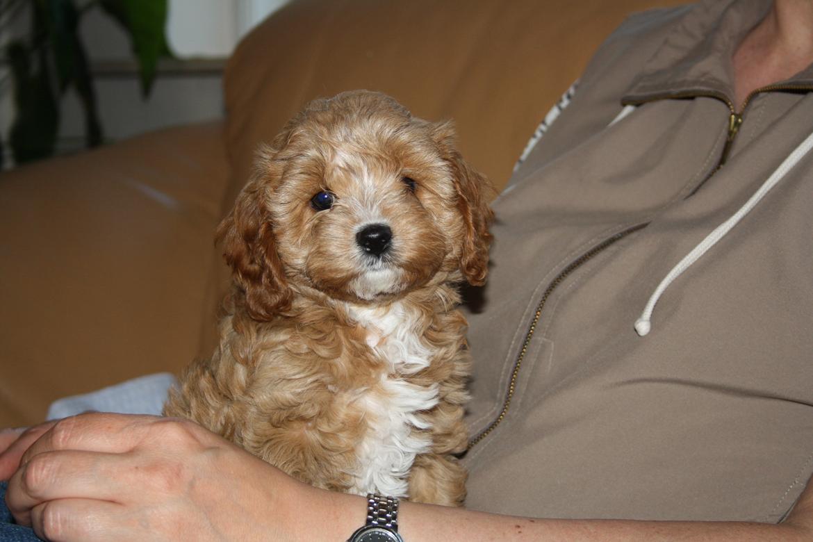 Blanding af racer (Cavoodle) Nuggi  billede 5