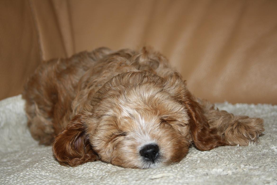 Blanding af racer (Cavoodle) Nuggi  - Tager sig lige en lur i sofaen :) billede 4