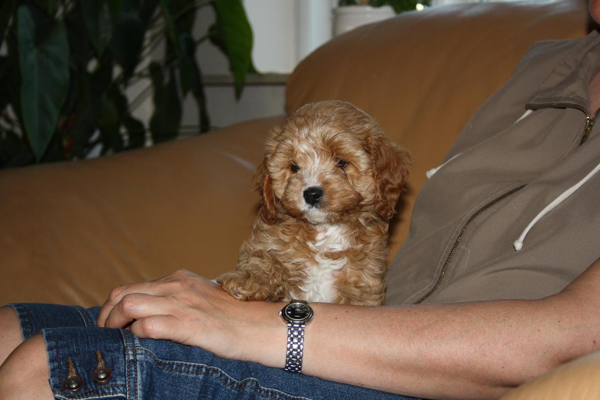 Blanding af racer (Cavoodle) Nuggi  billede 6