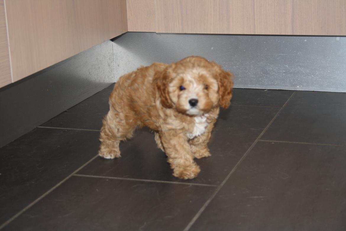 Blanding af racer (Cavoodle) Nuggi  billede 7