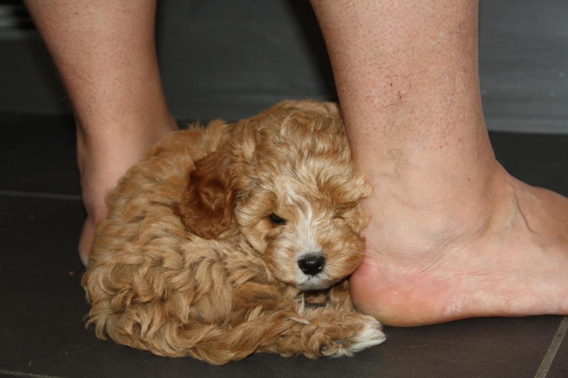 Blanding af racer (Cavoodle) Nuggi  - Nuggi elsker at lægge sig i mellem fødderne, også selvom der ikke altid er SÅ meget plads ;D billede 8