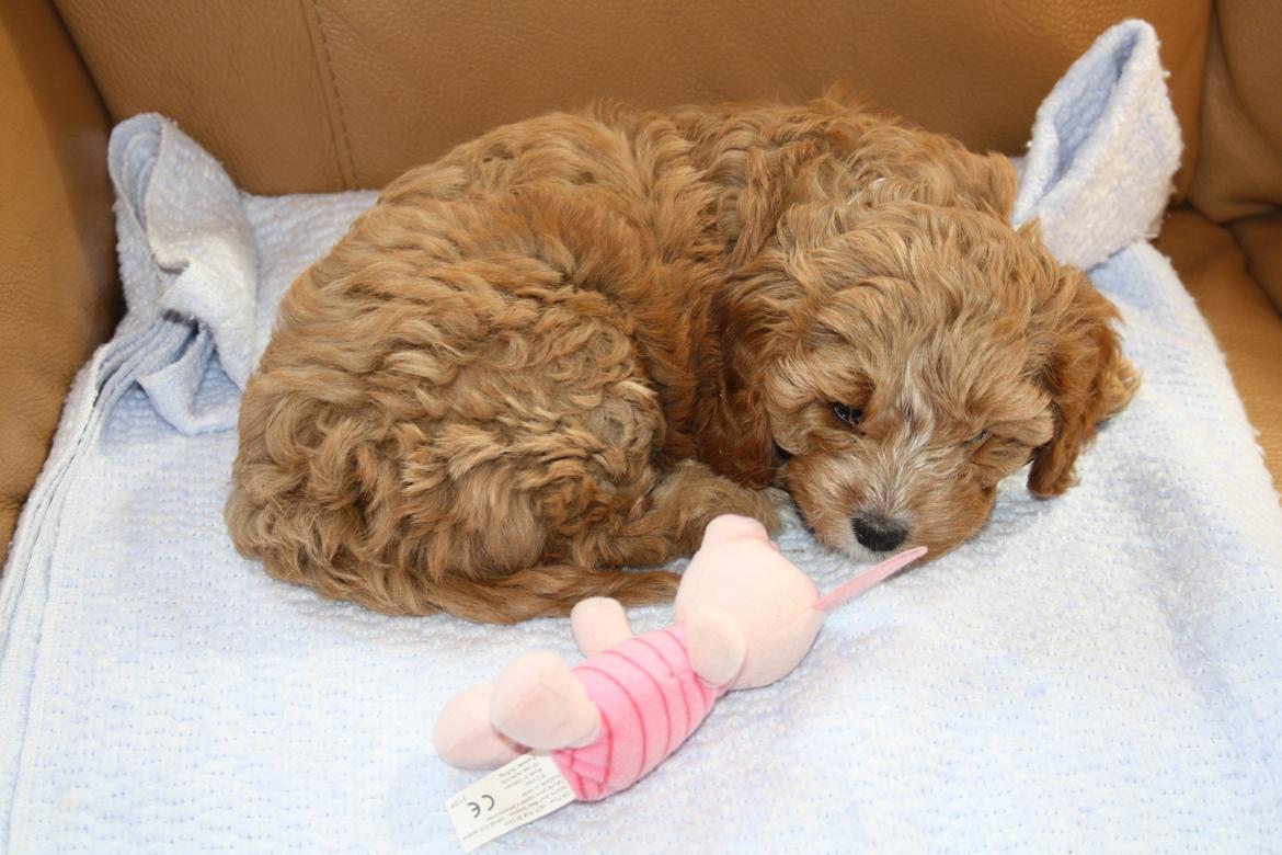 Blanding af racer (Cavoodle) Nuggi  billede 9